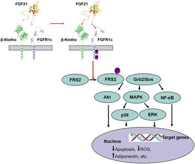 Emerging roles of fibroblast growth factor 21 in critical disease